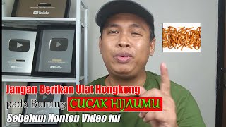 STOP..! JANGAN BERIKAN ULAT HONGKONG SEMBARANGAN PADA CUCAK IJO || BEGINI CARA PEMBERIANNYA YG BENAR