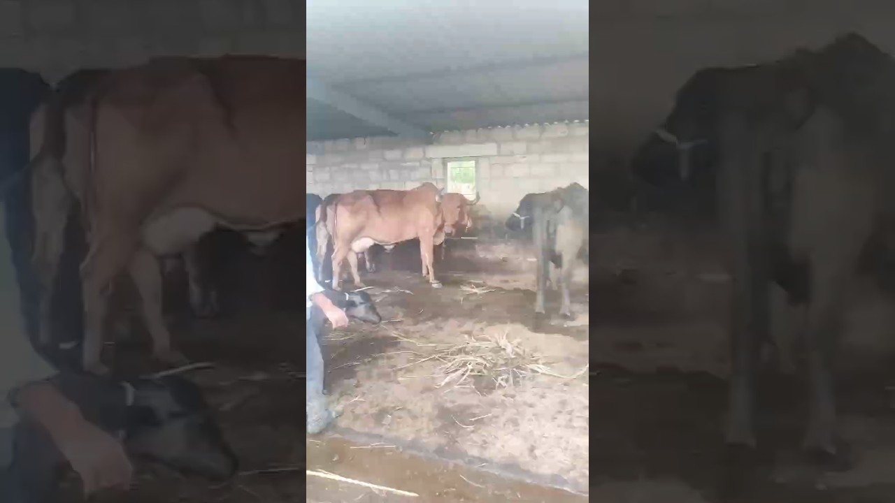 Buy Ghee with Video Proof - Order #92 Ghee Making Video