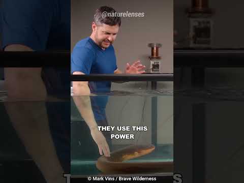 Why You Should Never Touch An Electric Eel