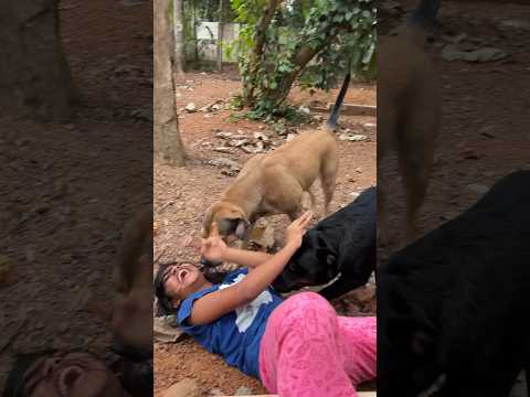 ഒരു ഉമ്മ ചോദിച്ചതേ കൊച്ചിന് ഓർമ്മയുള്ളൂ?? #lazemedia #rottweiler