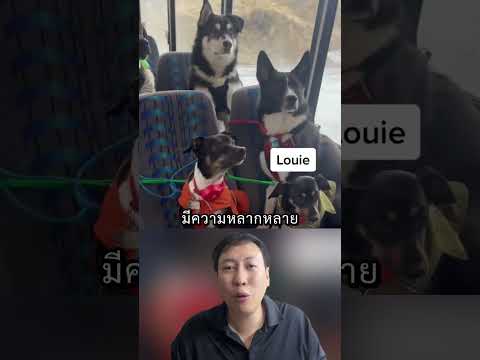 รถโรงเรียนหมามารับถึงที่ #สาระ #เรื่องเล่า #facts #knowledge #dogschool #animals #pets #class #short