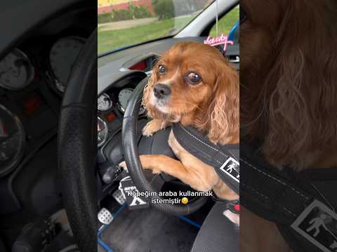 Neyse ki başımıza birşey gelmeden duruma el attım😅🤣 #köpekvideoları #dog #shots
