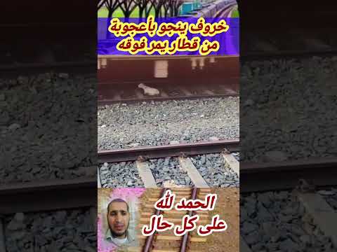 الحمد لله على حفظ الله ورعايته
