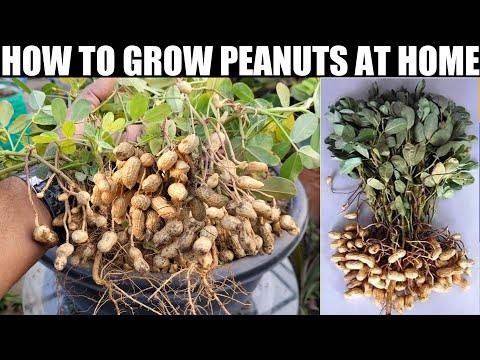 Brilliant Idea | How to Grow Peanuts at Home | Extremely Easy for Beginners