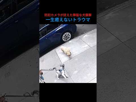 NYCの警察は何もできない…