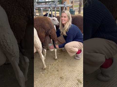 Morning milking with my sheep. I love milking sheep! ✨🐑❤️