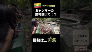 緊迫する🇲🇲ミャンマーの忘れられない日常。ヤンゴン動物園のカバに癒やされる　＃ヤンゴン