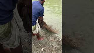 Cast net Fishing #shorts