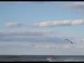 Ocean Conservation and Pollution Impact