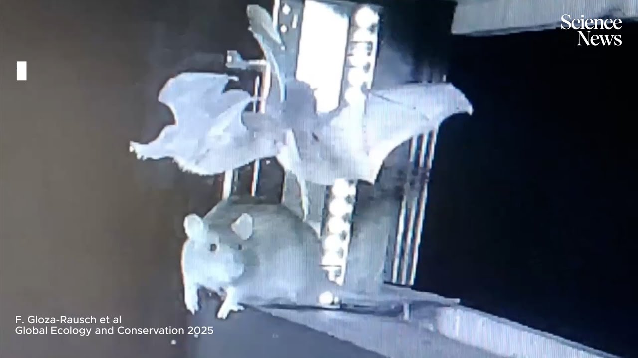 Watch hungry rats snatch bats out of the air | Science News