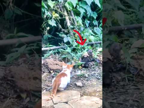 cat ka shikar #foryou #subscribe #shortsfeed #trending #cat #rat #viralvideo #new#youtube