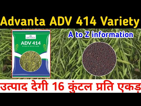 2024 में सरसों की यह वैरायटी देगी रिकार्ड तोड पैदावार || Advanta ADV 414 Variety || Mustard Variety