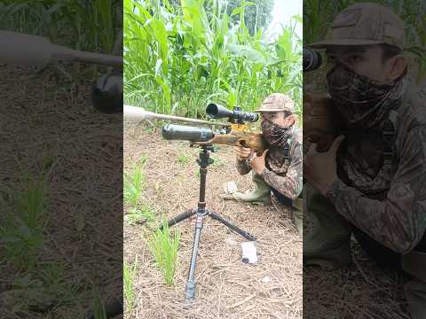 hunting kijang jantan kalimatan #sorts