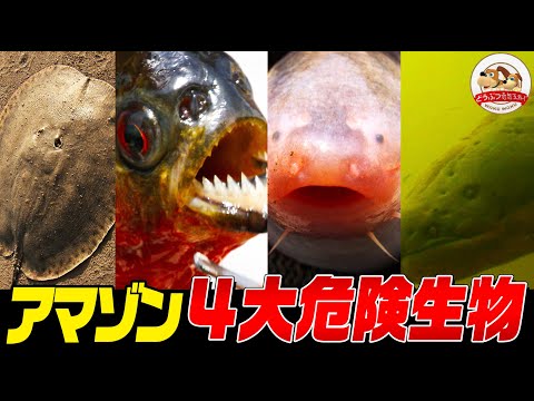 【ヤバすぎる】猛毒！電撃！内臓破壊！常軌を逸したアマゾンの４大危険生物を追え【どうぶつ奇想天外／WAKUWAKU】