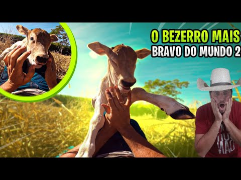 O BEZERRO MAIS BRAVO DO MUNDO 2 !