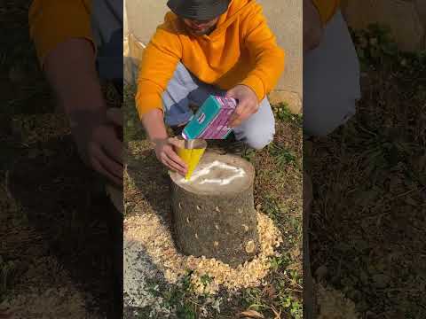 I Made a Tree Stump Disappear Using This Backyard Trick!