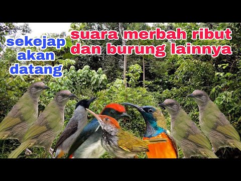 merbah ribut dan kombinasi burung kejepit buat pikat
