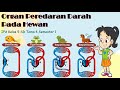 Circulatory Systems in Animals