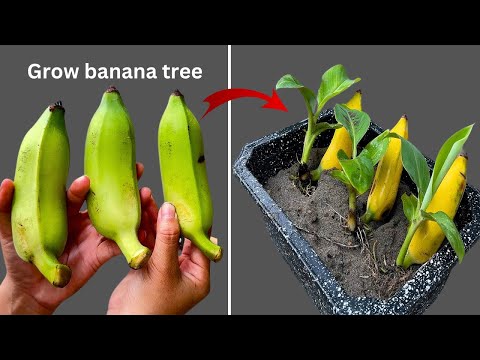 Grow banana tree from banana 🍌🍌🍌