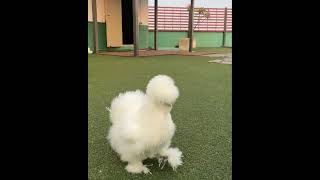#silkiechickenfarm