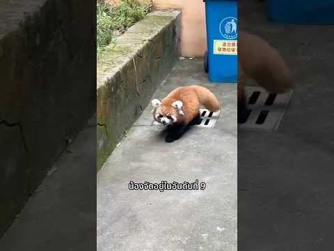 แพนด้าแดง