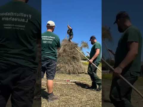 The Insane Secret of The High Haystack! #shorts