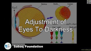 Adjustment of Eyes To Darkness