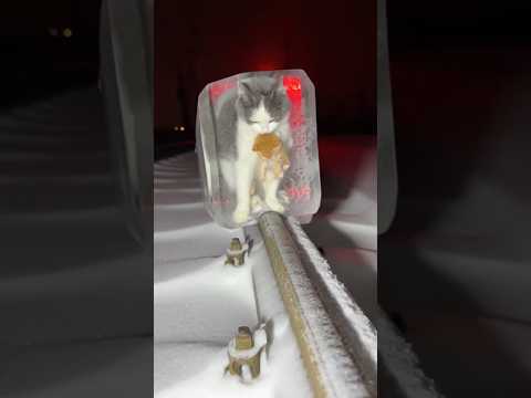 Kucing dan anaknya ditemukan beku diatas rel kereta #cat #catlovers #rescueefforts #catrescue