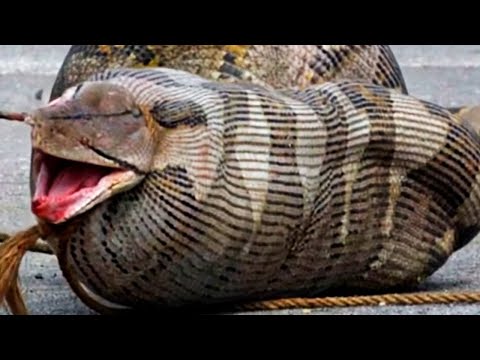 Cobra Gigante levou a pior, veja só o que aconteceu!