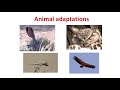 Exploring Plant and Animal Adaptations in the Mojave Desert