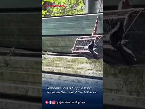 Someone Sets a Magpie Robin Snare on the Side of the Toll Road