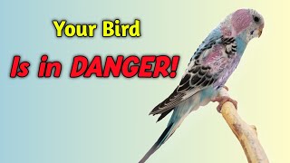 Feather Loss in Budgies: The Hidden Danger You MUST Know!