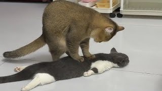 New Funniest Cats and Dogs Clips 2025😼🐶Try Not To Laugh😜#funnycats #funnydogs #funnypets