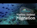 Animal Migration and Behavior