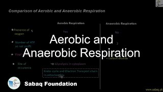 Aerobic and Anaerobic Respiration