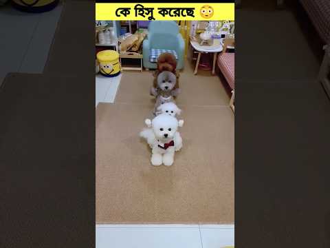 #funny #ajjubhaiinmymatch #funnypets #pets #djalokanddiamondgiveawa #petvideos #facts #turnipclub
