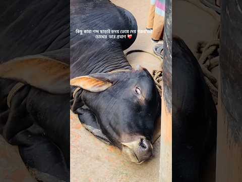 আমার গরু আর নেই 🥹 #cow #bxtv #eid