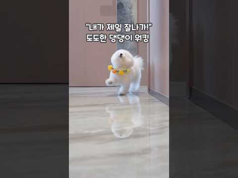 “내가 제일 잘나가!” 도도한 댕댕이 워킹 🐾❤️ #shorts