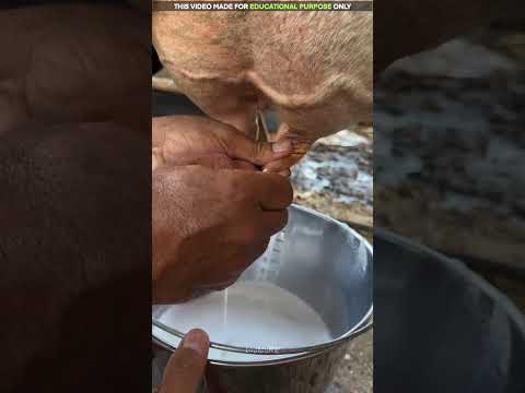 गाय का दूध निकालने का अनोखा तरीका🥛