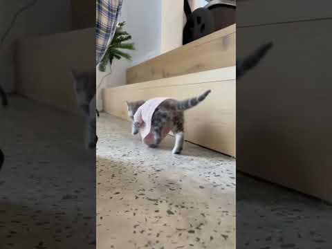 Cute kitten 😹😹🥰🥰#usa #funnymoments #funny #foryou #funnyvideo #cat
