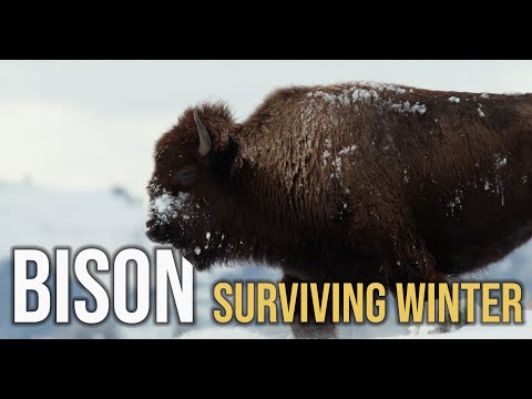 Bison surviving Winter in Yellowstone National park