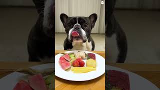 Dog Eating Asmr Compilation