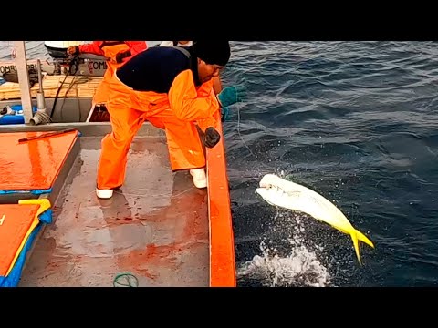 4 Pescadores Capturan Gigantes Dorados con Carnada Viva en Pleno Océano