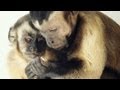 Understanding Morality and Empathy in Animals
