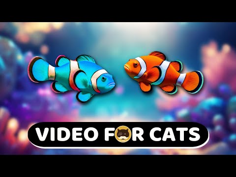 CAT GAMES - Clownfish. Fish Videos for Cats | CAT TV | 1 Hour.