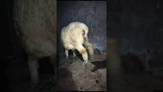 sheep @aligoatfarms2021 is ready to Pop. #goatfarming #goat #babygoats #sheepfarming