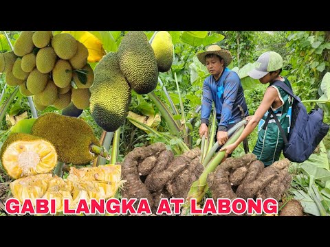 Langka Hinog na Ang Dami naming gulay na nakuha Gabi Labong at mga Langka