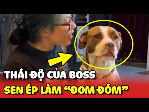 Chú Chó thái độ ra mặt khi bị Sen ép trở thành "Đom Đóm" 😂