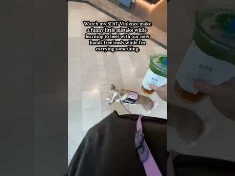 Service dogs will make mistakes while working! #viral #servicedogs #dogs #servicedog #shorts #dog