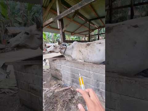 PENYUNTIKAN VITAMIN B-KOMPLEX PADA INDUK SAPI #shorts #animals #cow